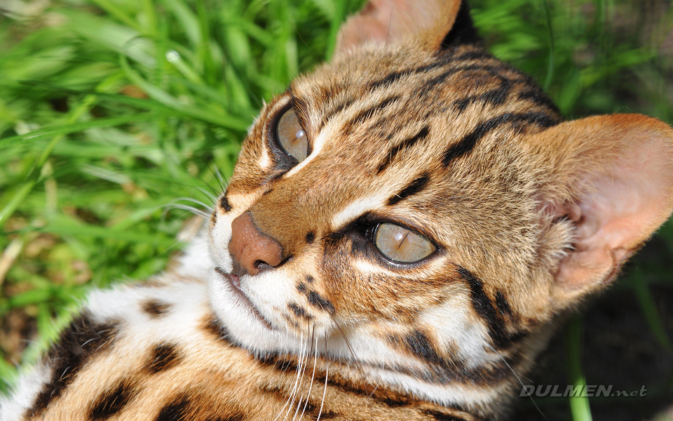 Leopard cat (Prionailurus bengalensis)